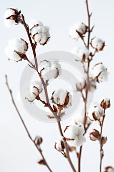 Close-Up View of Cotton Bolls on Branches Against a Soft White Background