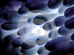 A close-up view of cotton buds, showcasing the tightly packed white cotton tips.