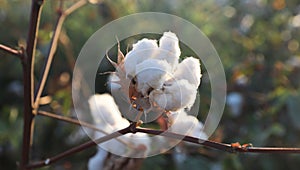 /close up view of a Cotton plant Ready to harvest in a cotton field