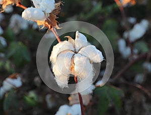 /close up view of a Cotton plant Ready to harvest in a cotton field
