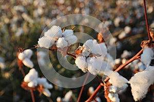 /close up view of a Cotton plant Ready to harvest in a cotton field