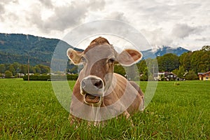 Close-up view of a cow on green pasture and grass in the Alps in