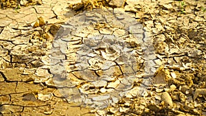 Close up view of cracked dried soil. Desiccation in soil, hard panic surface, natural dryness and rough desert plains. It occurs