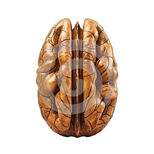 A Close-Up View of a Cracked Walnut Shell