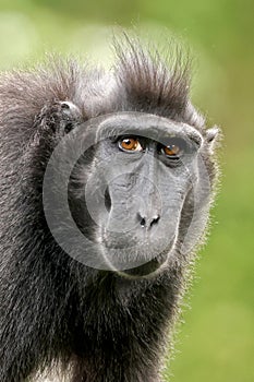 Close up view of Crested macaque