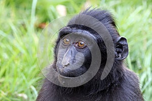 Close up view of Crested macaque (Macaca Nigra)