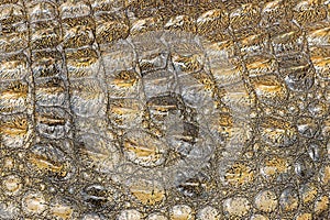 Close up view of Crocodile skin as background