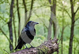 Crow Perched On A Tree Bark