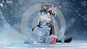 Close up view of cute cat holding pink dice with paw and standing over light blue number 2024. Blurred background. Happy new year
