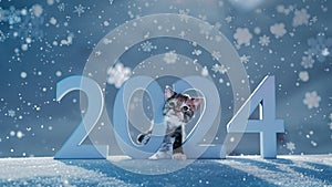 Close up view of cute cat with standing on snow ground. Inside light blue number 2024. Blurred background. with snowflakes Happy