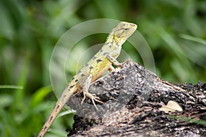 Close-up view of cute colorful exotic chameleon