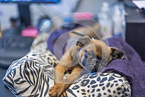 Close up view of cute face of Brussels Griffon puppy lying on pillow on table.