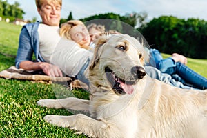 close-up view of cute golden retriever dog and happy family lying on grass