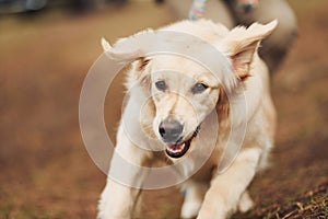 Close up view of cute happy dog that running in the forest with his owner at background