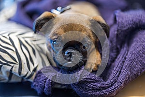 Close-up view of cute muzzle of Brussels Griffon puppy.