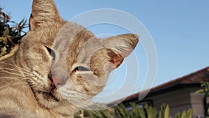 Close up view of a cute sleepy cat while yawning,pet animal love,feline