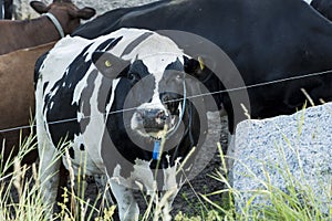 Close up view of cute white brown cow on pasture.