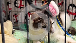 CLose-up view of cute white grey cat sitting inside crate playing with toy. Kitty in cage. Homeless animal. Stray cat in