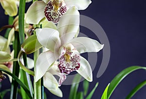 Close up view of Cymbidium orchid. Hybrid exotic tropical orchid in full bloom