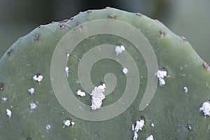`Dactylopius opuntiae` insects, covering a Prickly pear cactus leaf photo