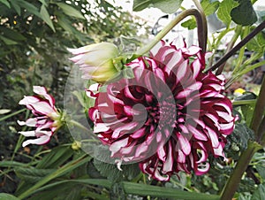 Close-up view of Dahlia `Contraste` garnet and white decorative with giant flowers photo