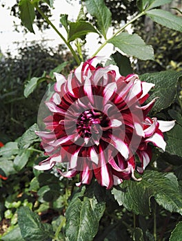 Close-up view of Dahlia `Contraste` garnet and white decorative in the sun photo