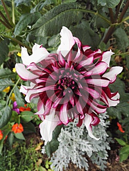 Close-up view of a Dahlia `Contraste` garnet and white decorative visited by an insect