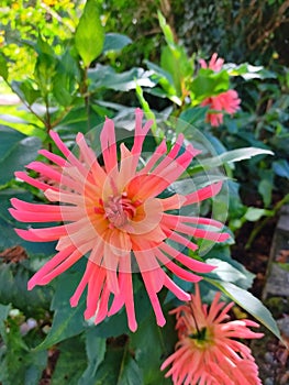 Close up view of dahlia x cultorum flower