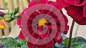 A Close-Up View of a Dahlia Flower