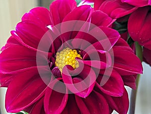 A Close-Up View of a Dahlia Flower