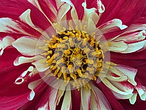 A Close-Up View of a Dahlia Flower