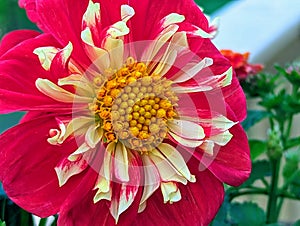 A Close-Up View of a Dahlia Flower