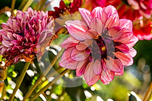 Close-up view of Dahlia pinnata flower head blooming on a sunny day