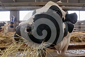 Close-up view of Dairy farm cow indoor in the shed. Soft focus