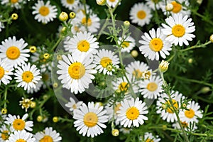 Close up view of daisy flowers