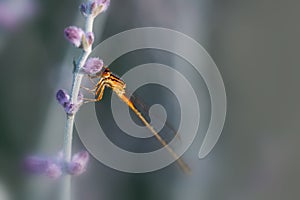 Close up view of Damselfly on a lavender plant