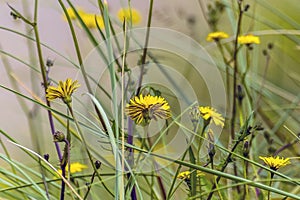 A close-up view of dandelion flowers on the beach at Llansteffan, Wales