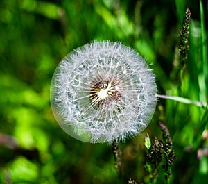 Close-up View of a Dandelion Gone to Seed