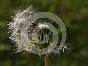 A close-up view of the dandelion from which the wind blew most of the seeds against a green blurred background