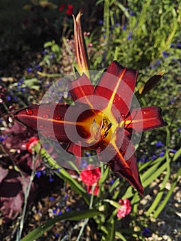 Close-up view of Daylily flaming red with yellow heart, Hemerocallis `Autumn Red`