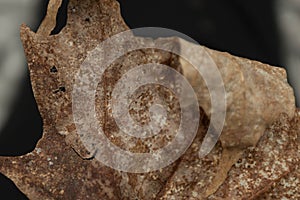 A close up view of a decaying leaf