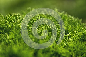 Close up view on decorative fern photo