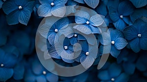 A Close-Up View of Deep Blue Hydrangea Petals