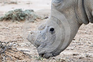 A close-up view of a dehorned Southern White Rhinoceros, Ceratotherium simum ssp. simum, in South Africa