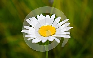 Close-up view of delicate daisy. Macro styled stock photo with white single daisy in the green field at summer