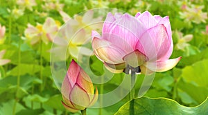 Close-up view of a delicate lotus or water lily in full bloom