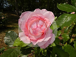 Close-up view of a delicate pale pink rose bush