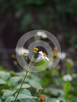 Close-up view of delicate white Pilose Beggarticks flowers, growing in a lush garden environment