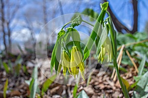 Close up view of delicate yellow bellwort wildflowers