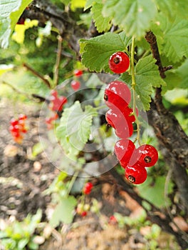 Close up view of delicious red berries on a currant bush